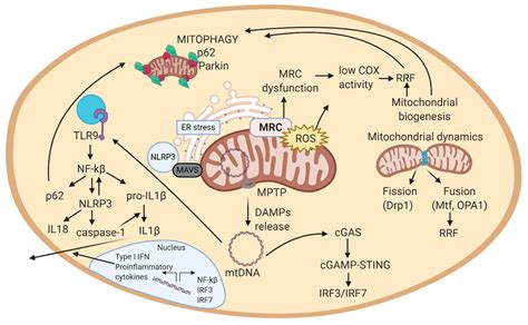 Antioxidants Free Full Text The Impact Of Mitochondrial