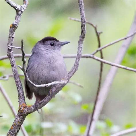 Gray Catbird - Facts, Diet, Habitat & Pictures on Animalia.bio