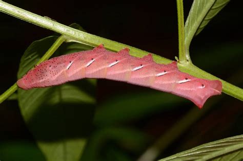 Eumorpha Fasciatus Sphingidae Of The United States Of America