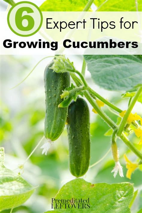 Cucumber Growing Tips