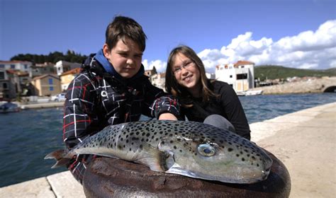 Otvoreno More Koje Su Vrste Opasne Za Konzumaciju Sve Jadranske Ribe