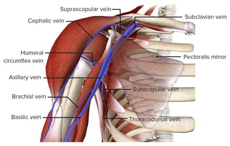 Axila Y Plexo Braquial Anatom A Concise Medical Knowledge