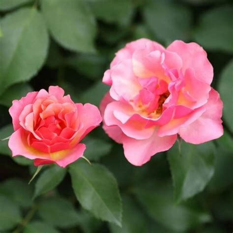Jean Cocteau ® | Roses' Name