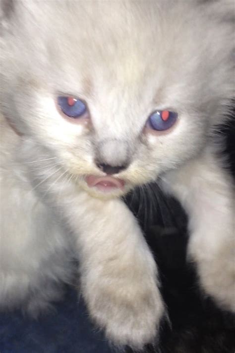 Albino kitten? | TheCatSite