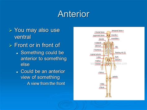Anatomical Terms and Reference Points - ppt video online download 