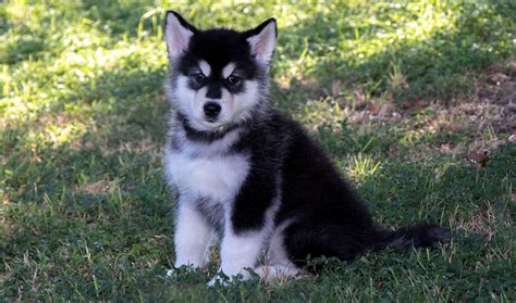 Black Alaskan Malamute