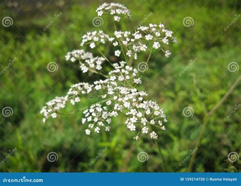 White Wild Cicuta Virosa Flower in Green Stock Photo - Image of flora ...