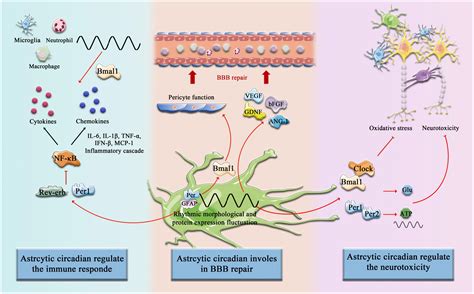 Frontiers The Role Of Circadian Clock In Astrocytes From Cellular