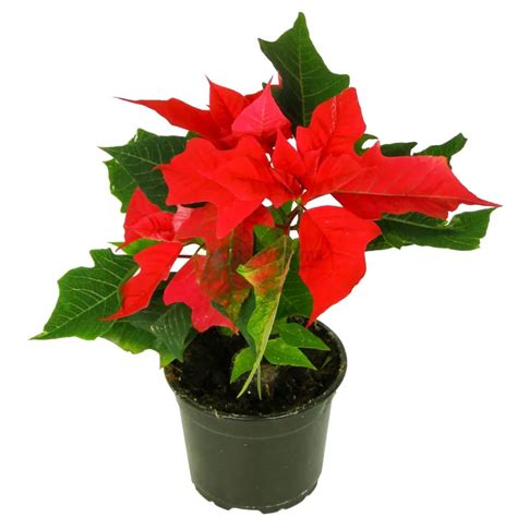 Comment Faire Rougir Les Feuilles De Poinsettia