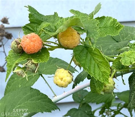 Yellow Raspberries Growing These Golden Gems In Your Garden