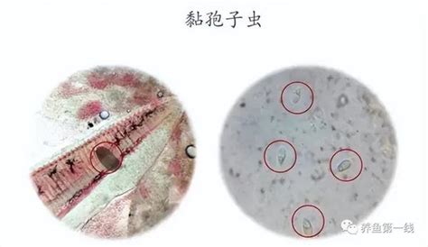 常见十种鱼类寄生虫的基本性状以及辨别诊治方法——水生生物图文欣赏 37 知乎