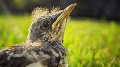 Feeding And Raising A Baby Mockingbird - SongbirdHub