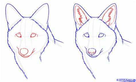 Coyote Head Drawing at GetDrawings | Free download