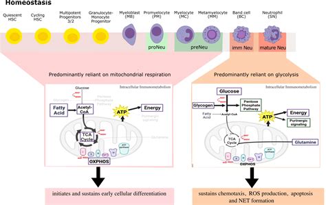 Frontiers A Metabolic Perspective Of The Neutrophil Life Cycle New