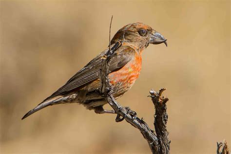 15 Birds With Unbelievable Beaks