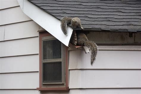 Squirrel Nest In Attic