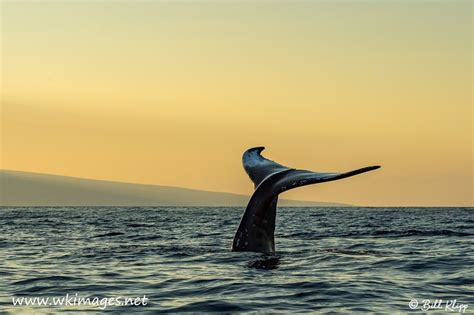 Whale Tail Sunset By Billklipp