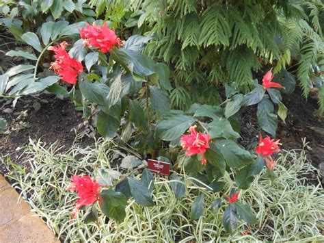 Fleurs du Sud