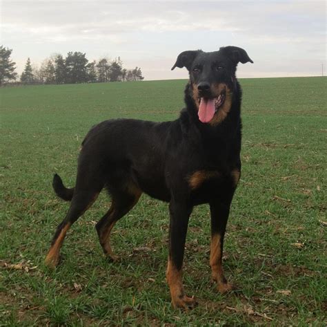 Beauceron Info, Temperament, Puppies, Pictures