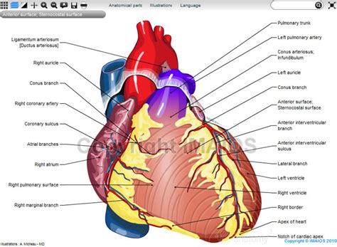 Heart Illustrated Anatomy