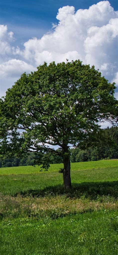 Wallpaper Cloud Plant Natural Landscape Branch Tree Background