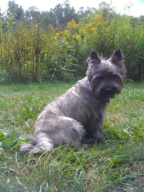 Grey Cairn Terrier Chihuahua Mix - Pets Lovers