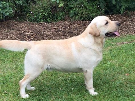 Saillie Labrador Retriever Disponible Province D Anvers Belgique