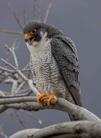 Feasting On Prey What Do Falcons Eat Birds Wetlands