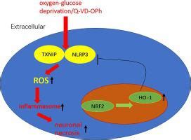 Nrf Ho Blocks Txnip Nlrp Interaction Via Elimination Of Ros In