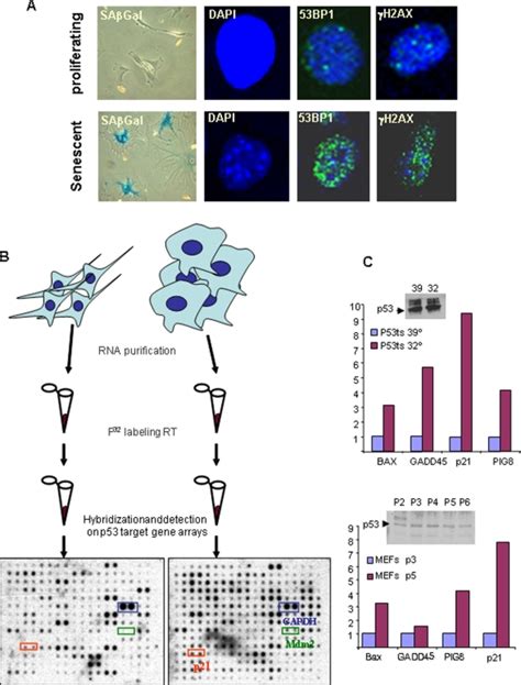 A Molecular Markers Used To Identify Senescence B Scheme Of The