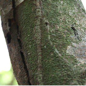 Bark roughness of sampled tree species: (A) Low; Archidendron... | Download Scientific Diagram