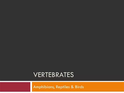 Ppt Vertebrates Powerpoint Presentation Free Download Id 3062228