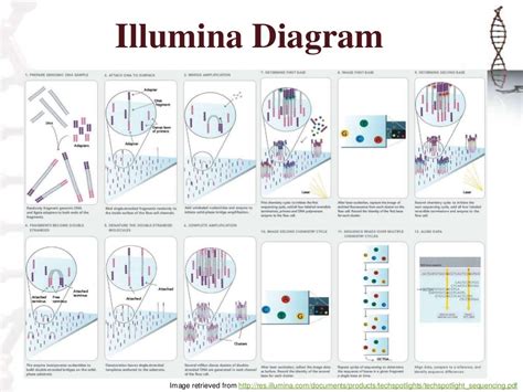 Illumina Sequencing