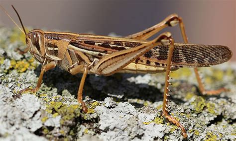 Oklahoma’s Bird Grasshoppers Oklahoma State University