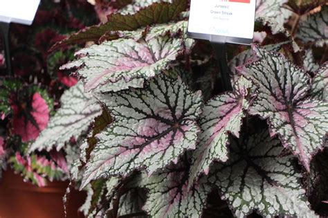 Бегония Рекс Сорта С Фото И Названиями — Mixyfotos.ru