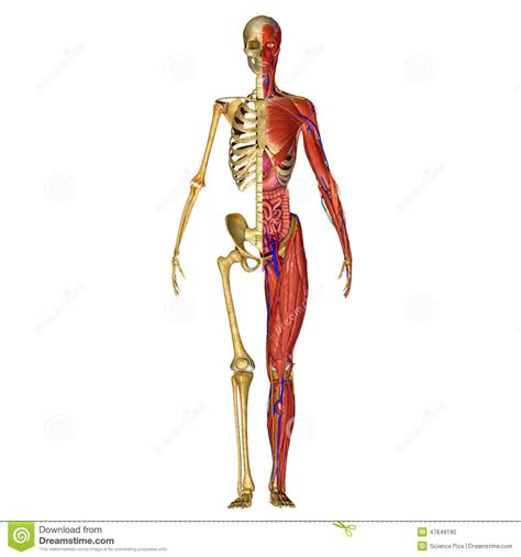 Anatomy Naked Woman Body With Bone Skeleton Stock Image