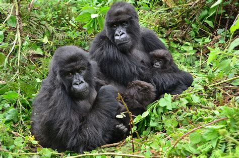 Gorillas: Was ihnen Freundschaften bringen - Freundschaften zwischen