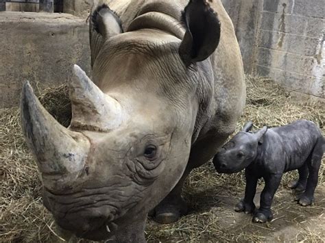 Critically Endangered Eastern Black Rhino Calf Born At Cincinnati Zoo