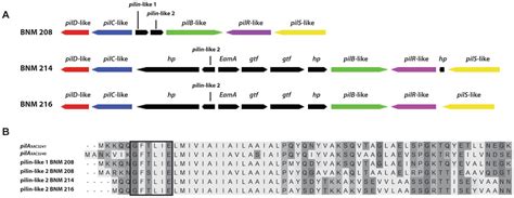 Frontiers Genomic And Phenotypic Insight Into Xanthomonas Vesicatoria