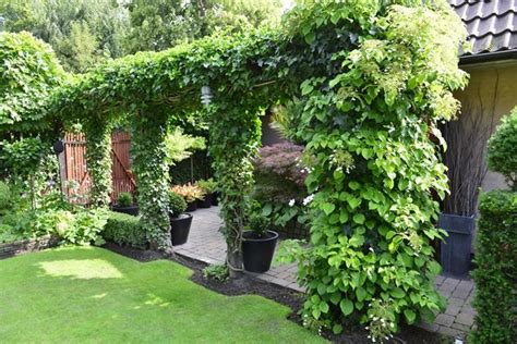 Top 10 Beautiful Climbing Plants For Fences And Walls Artofit