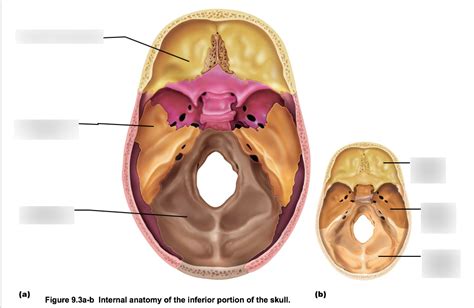 Cranium Cranial Floor Diagram Quizlet