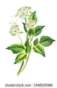 Medicinal Plant Aegopodium Podagraria Ground Elder Stock Illustration