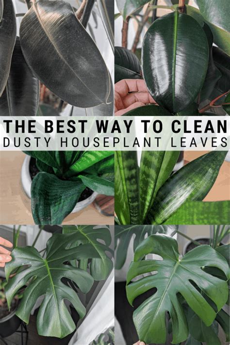 How To Clean Dusty Houseplant Leaves Using A Diy Leaf Shine Plants