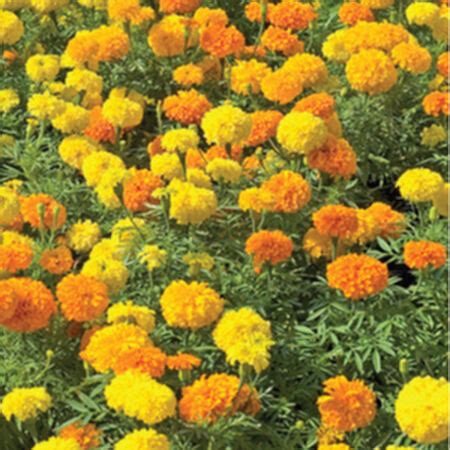 Crackerjack, Marigold Seeds | Urban Farmer