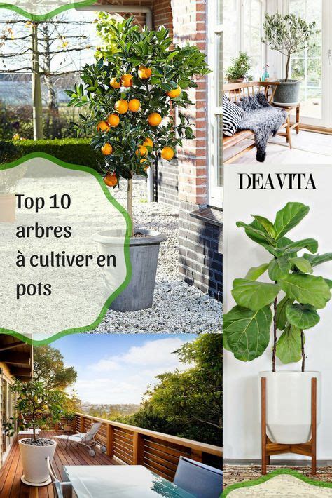 Top Des Arbres En Pots Cultiver Sans Difficult Et Mod Ration