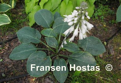 Hosta Prince Of Wales Fransen Hostas