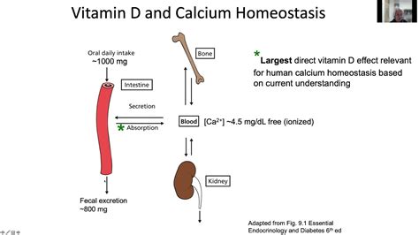 Vitamin Ds Role In Calcium Homeostasis And Prevention Of Osteoporosis And Ricketsosteomalacia