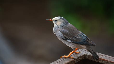 Etourneau Soyeux Red Billed Starling Pakawi Park Belgi Flickr