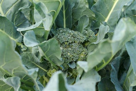 Broccoli Plant and Flower in Garden Stock Photo - Image of dieting ...