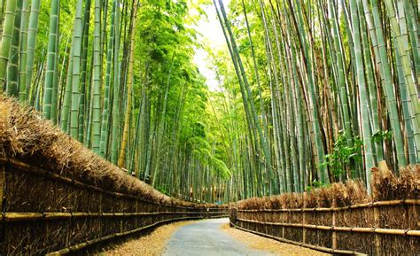 竹の径 とっておきの京都プロジェクト